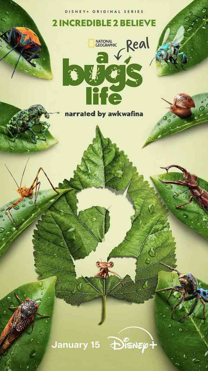 《虫虫历险记 第二季》免费高清无广告在线播放|纪录片,冒险·美国·2025